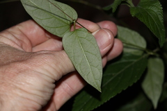 Leichhardtia longiloba