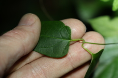 Leichhardtia longiloba