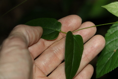 Leichhardtia longiloba