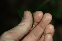 Leichhardtia longiloba