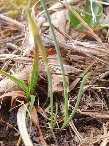 Narcissus elegans image