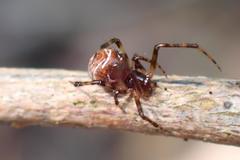 Parasteatoda songi