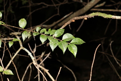 Backhousia myrtifolia