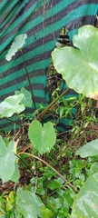 Colocasia esculenta