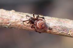 Parasteatoda songi