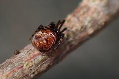 Parasteatoda songi