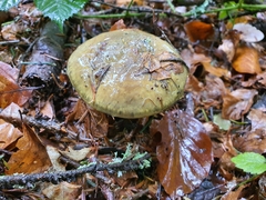 Cortinarius atrovirens