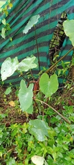 Colocasia esculenta