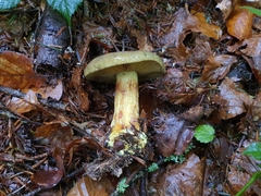 Cortinarius atrovirens