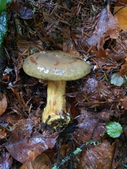 Cortinarius atrovirens