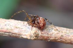 Parasteatoda songi