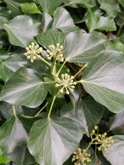 Hedera helix
