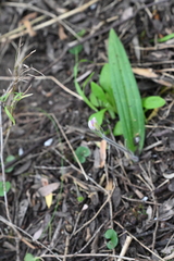 Caladenia latifolia