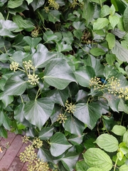 Hedera helix