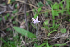 Caladenia latifolia
