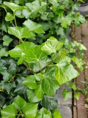 Hedera helix