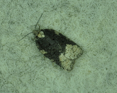 Acleris clarkei