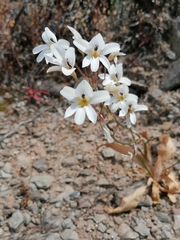 Tritonia pallida