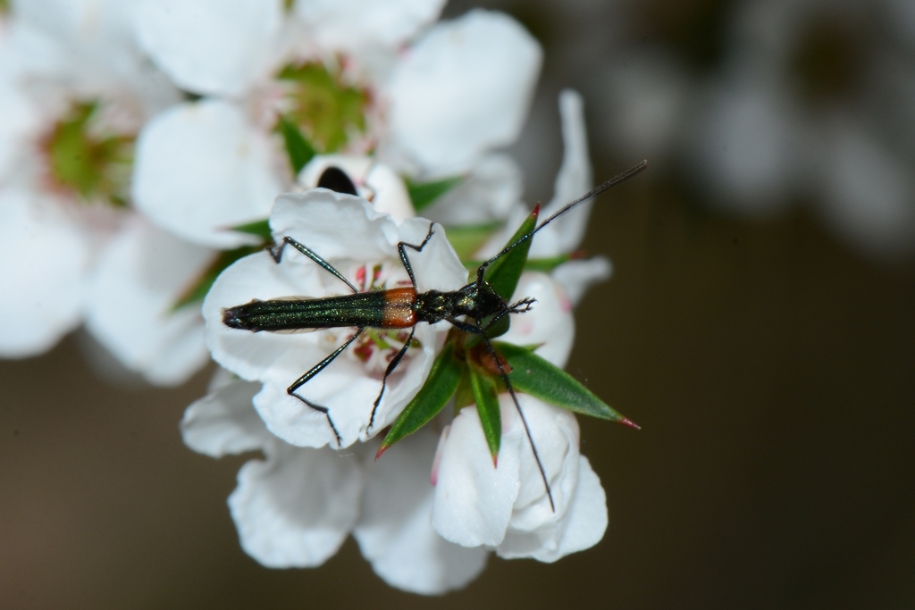 Oroderes humeralis