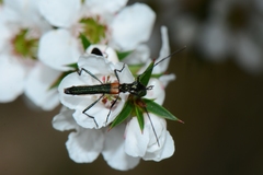 Oroderes humeralis