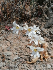 Tritonia pallida