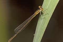 Agriocnemis rubricauda