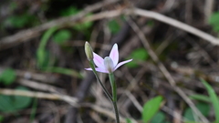 Caladenia latifolia