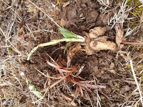 Spiranthes spiralis image