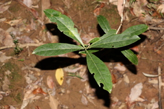 Coelospermum paniculatum