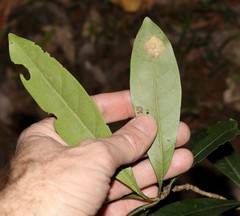 Coelospermum paniculatum
