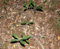 Coelospermum paniculatum