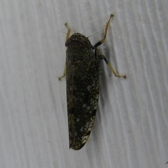 Orientus ishidae