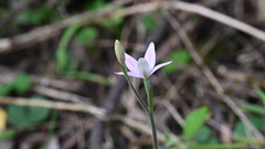 Caladenia latifolia