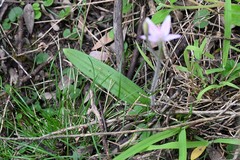 Caladenia latifolia