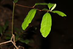 Cryptocarya macdonaldii