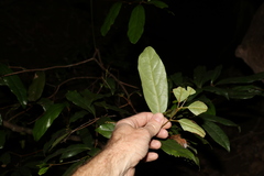 Cryptocarya macdonaldii