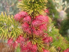 Melaleuca peucophylla