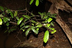 Cryptocarya macdonaldii