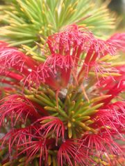 Melaleuca peucophylla