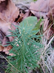 Euphorbia cyparissias