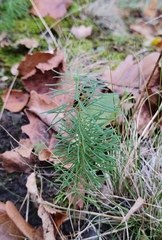 Euphorbia cyparissias
