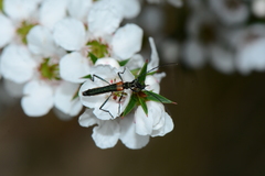 Oroderes humeralis