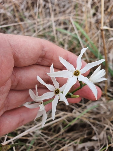 Image of Narcissus elegans by (c) Mehdi Chetibi, some rights reserved (CC BY)
