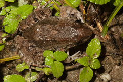 Leptodactylus validus