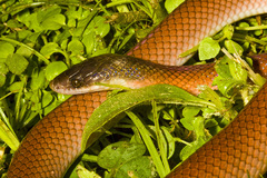 Pseudoboa neuwiedii
