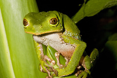 Phyllomedusa trinitatis