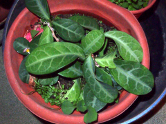 Breynia spatulifolia