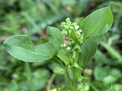 Rumex hypogaeus