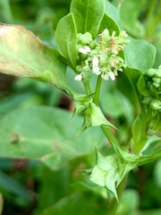 Rumex hypogaeus