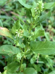 Rumex hypogaeus